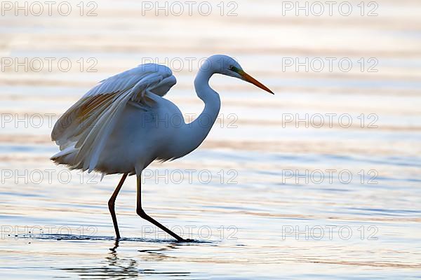 Great egret