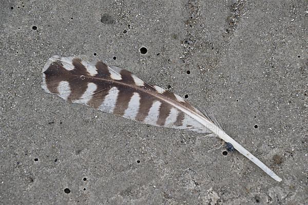 Gull feather on the beach