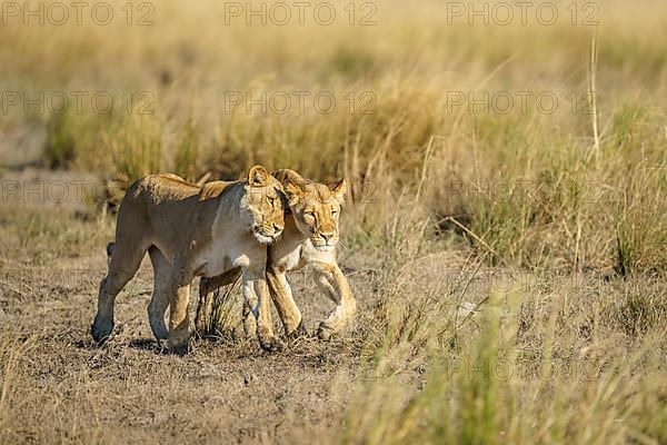 2 Lionesses