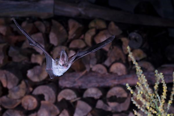 Grey long-eared bat