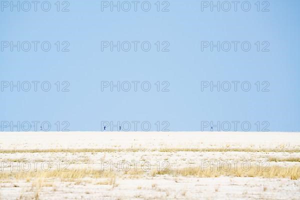 Animals in the distance walk on the dry Etosha salt pan. Etosha National Park