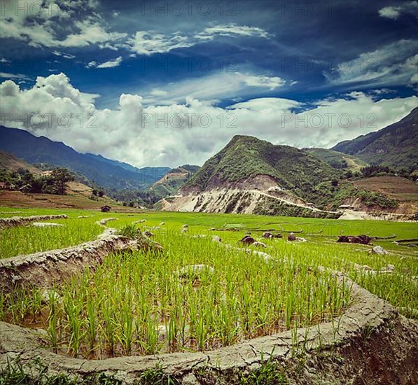 Vintage retro hipster style travel image of rice field terraces