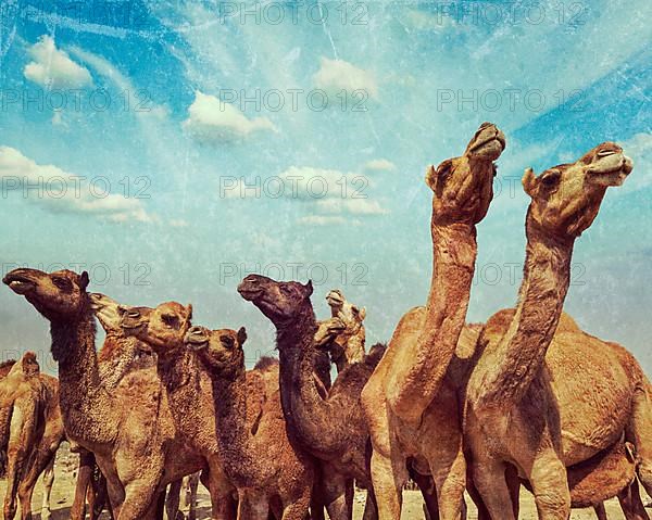 Vintage retro hipster style travel image of camels at Pushkar Mela