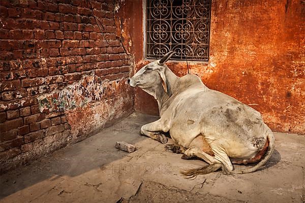 Indian cow in the street of India