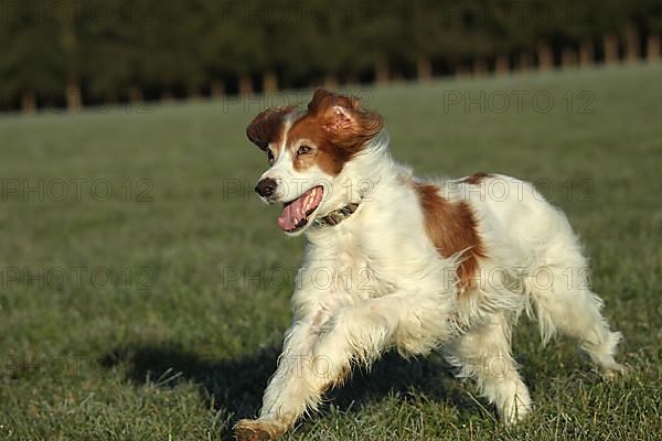 Hunting dog Irish Setter