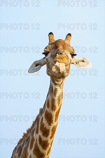 Giraffe