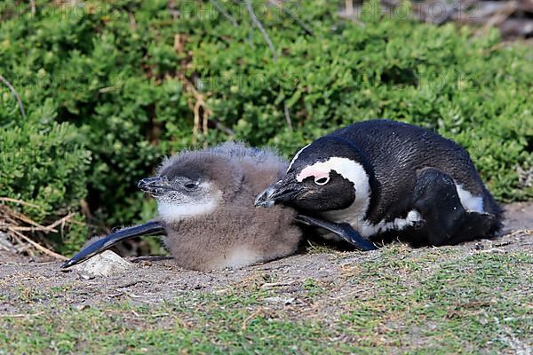 African penguin