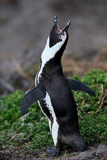 African penguin