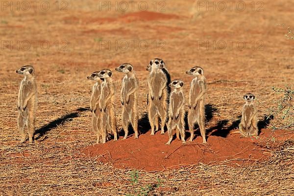 Meerkats