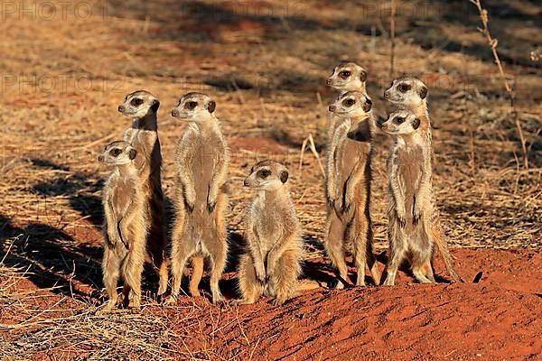 Meerkats