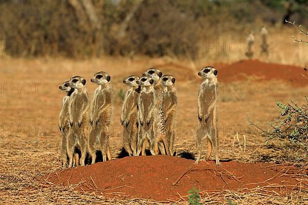 Meerkats