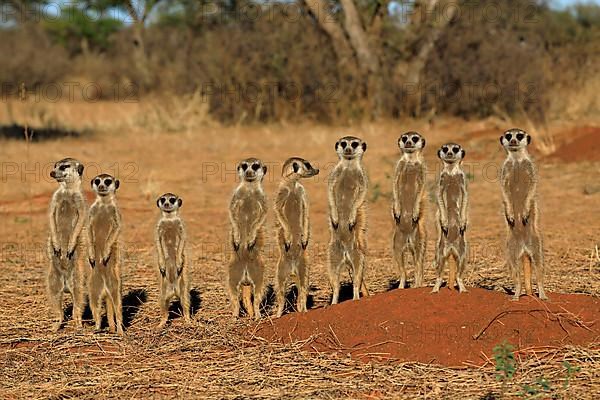 Meerkats