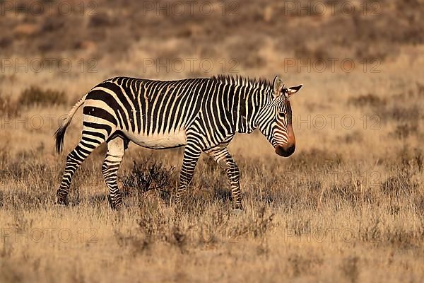 Cape Mountain Zebra