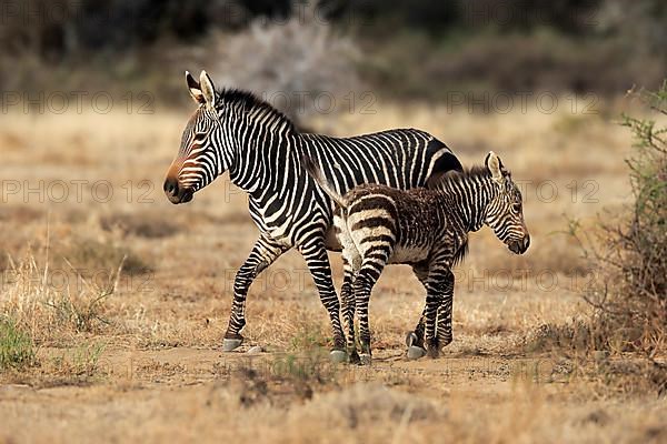 Cape Mountain Zebra