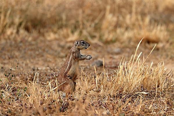 Cape ground squirrel