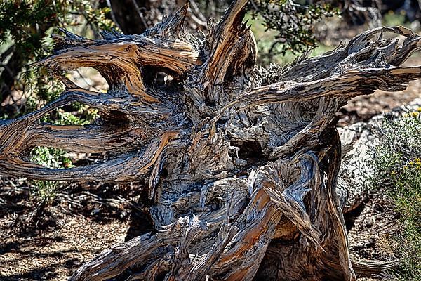 Gnarled log