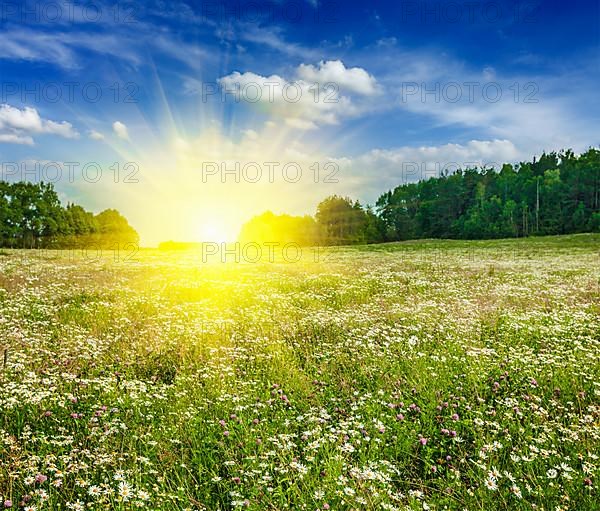 Summer blooming green meadow field with flowers with sun and blue sky