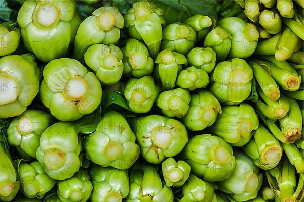 Green chinese cabbage close up at vegetable market in Asia