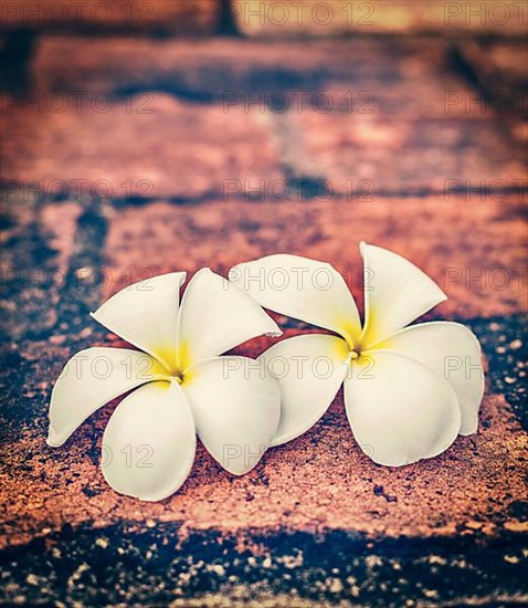 Vintage retro effect filtered hipster style travel image of delicate white frangipani plumeria spa flowers on rough stone surface