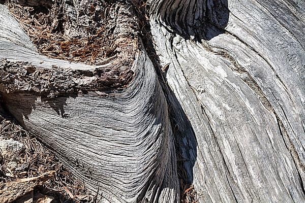 Weathered silver-grey tree bark with structures