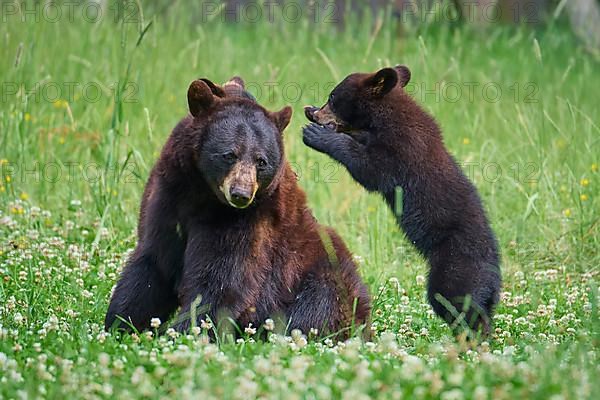 Black bear