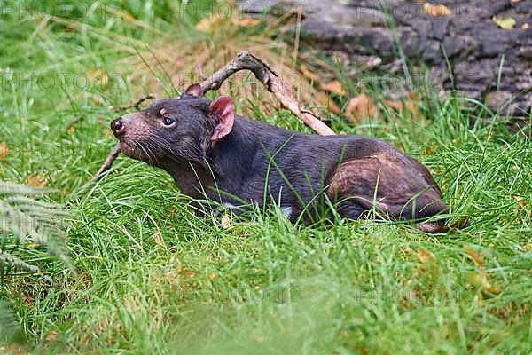 Tasmanian devil