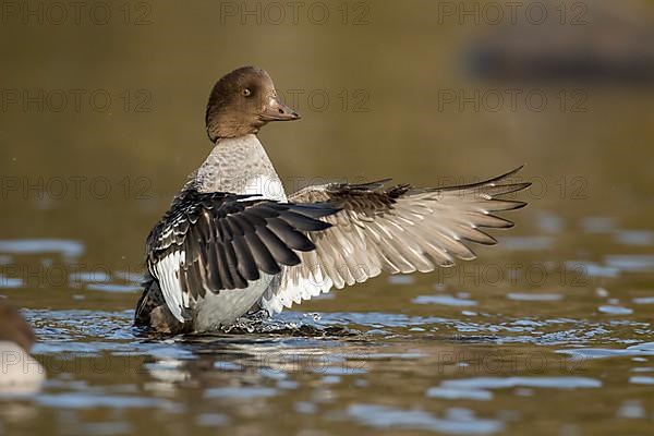 Goldeneye female flapping wings. .