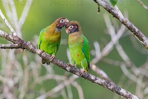 Brown-hooded parrot