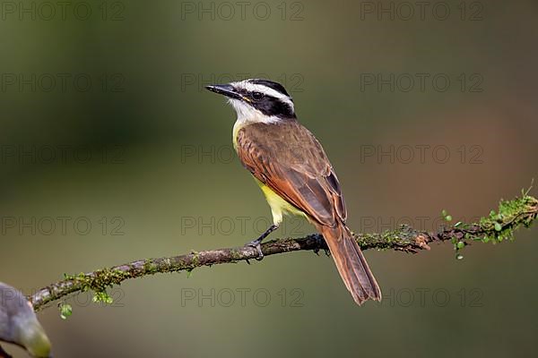 Great kiskadee