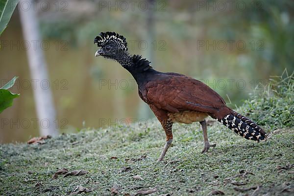 Great curassow