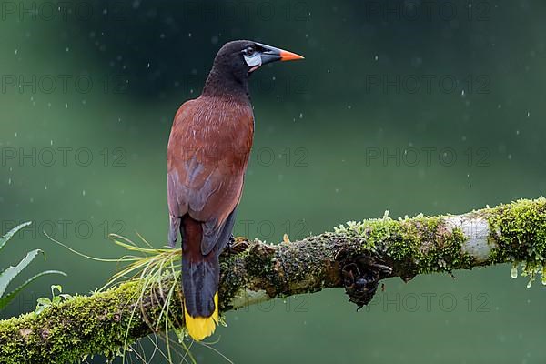 Montezuma Oropendola