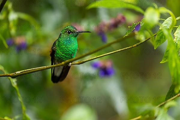 Coppery-headed emerald