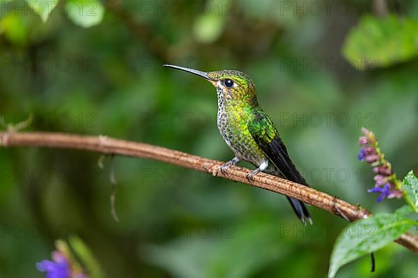 Green-crowned brilliant