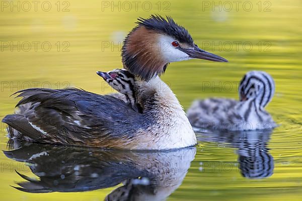 Great Crested Grebe