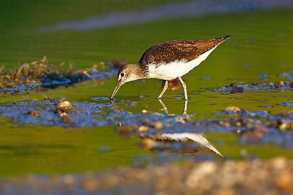 Green sandpiper