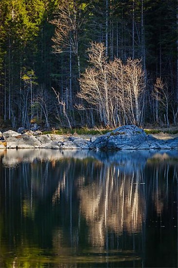 Forest trees on Frillensee