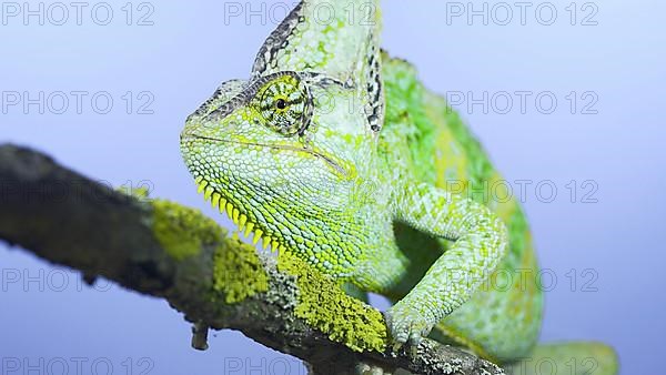 Adult green Veiled chameleon