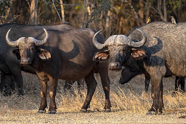 African buffalo