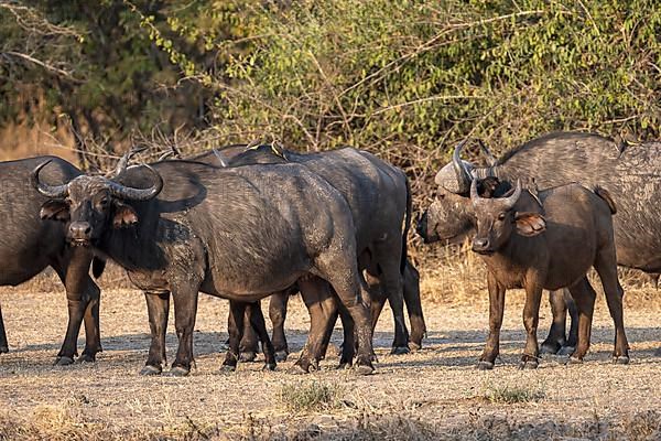 African buffalo