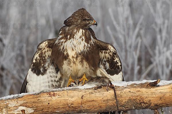 Steppe buzzard