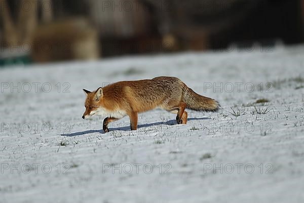 Red fox