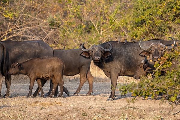 African buffalo