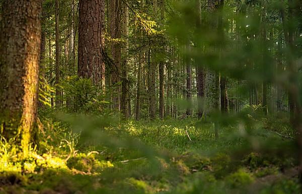 Evening light and shadows in the dense forest