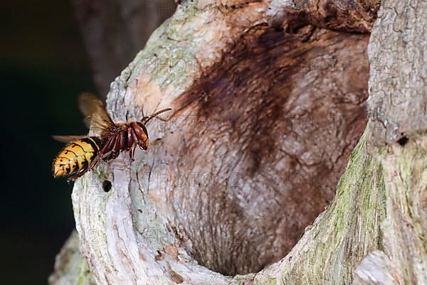 European hornet