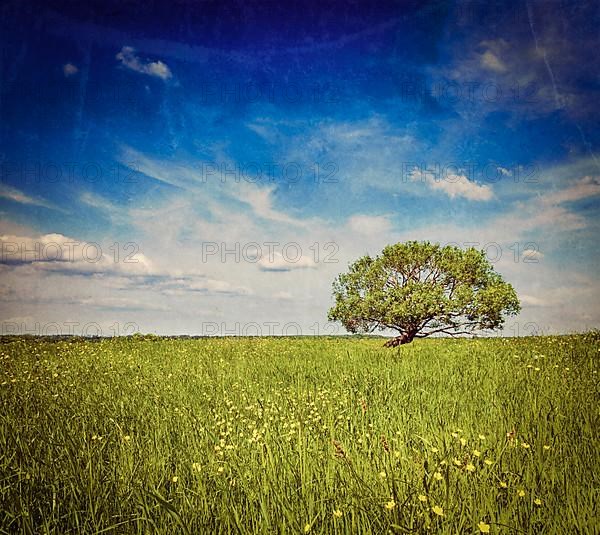 Vintage retro hipster style travel image of grass field meadow scenery lanscape under blue sky with single lonely tree with grunge texture overlaid