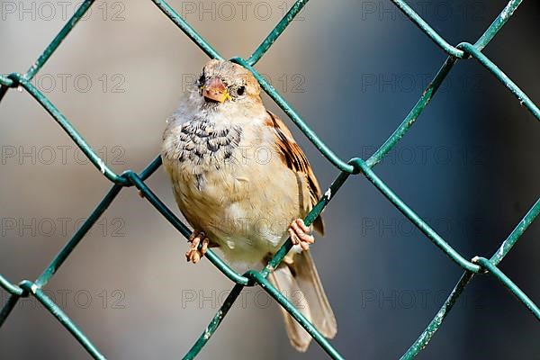 House sparrow