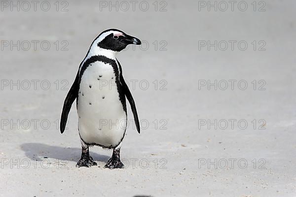 African penguin