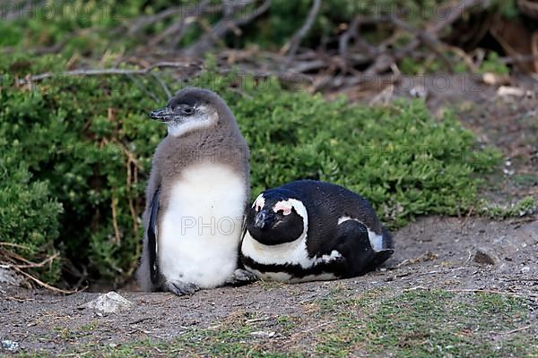 African penguin