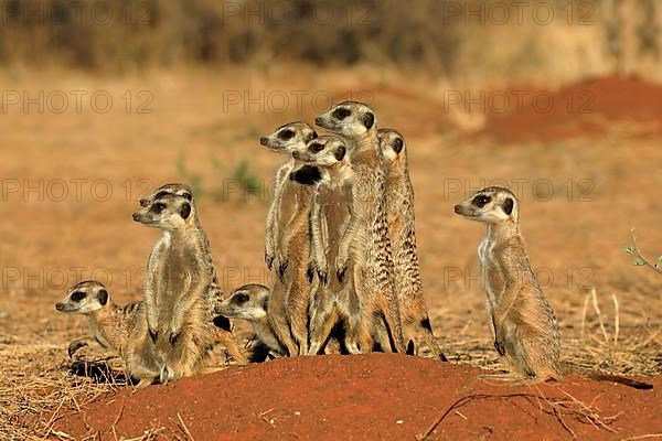 Meerkats