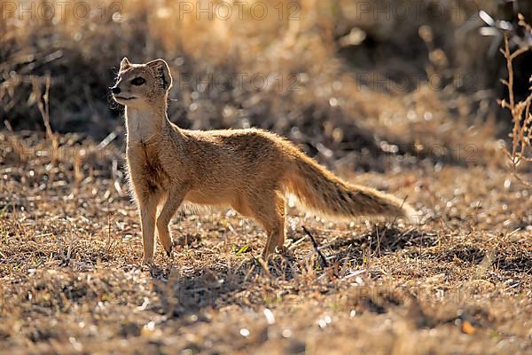 Yellow mongoose